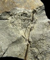 Rhacophyton sporangia